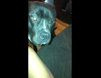 Black pitbull lets its owner put red chapstick on its lips