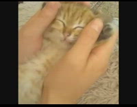 Person massage kitten head use two hands