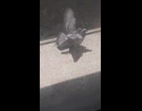 Two pigeon fights each other for the food