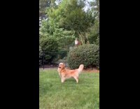 Man throws frisbee dog tired to play