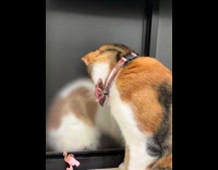 Two cats sit separated by toilet window