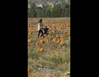 Guy black shirt sit pumpkins around farm