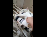 Cat kick away hand of owner bed