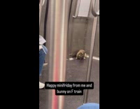 Submitter shows bunny riding on F train