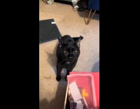 Woman talk and look after black cat