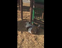 Collab BitchMP - White brown dog slide fall