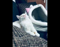 Submitter shows cat lays down on sofa