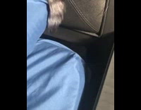 Cat grabs tail of other cat couch