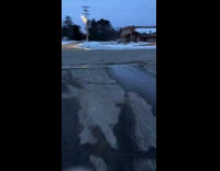 Dog wearing holster bag carrying emu