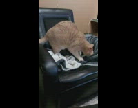 Grey cat suck knead on blanket chair