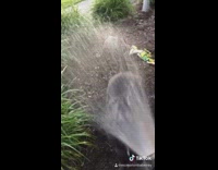 Collab Clips mpugc - Black dog hose water different nozzles bite