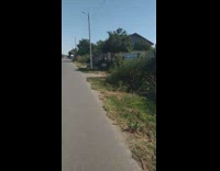 Guy walks by brown horse baby horse