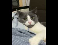 Hyperactive Cat Looks as it Snuggles with Blanket