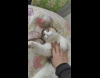 Cat stretching while owner pets belly
