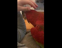 Girl says boo red bird laughs 