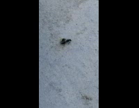 Two bugs reproduce with the filmer reacts