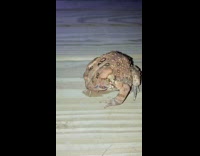 Brown frog finger shy 