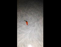 Small red chili pepper on the bed