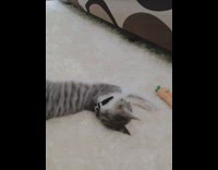 Grey kitten cat plays with carrot toy 
