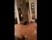 Bigger older dog teaching small puppy how to behave 