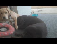 Two puppies lay by sliding glass door 