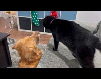 Black cat on couch hits dog face