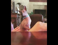 Cat wide eyed when woman hits high note