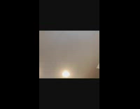 Fluffy dog jumps in the air