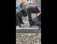 Two black dogs share noodle lady tramp