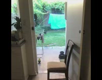 black weiner dog trips while running inside home