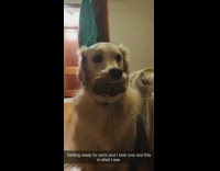 Golden retriever dog pretzel treat in mouth
