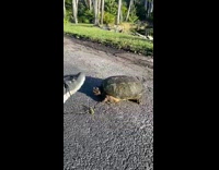 Snapper turtle takes bite at shoe