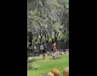 Shirtless man step on rocks  birdcages on tree