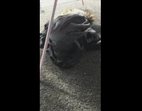 Owner poke cat stuck in black shorts