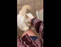 Pet Cat Stands and Leans on Leg for Rubs