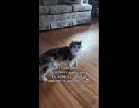 Submitter sees grandma cat for first time