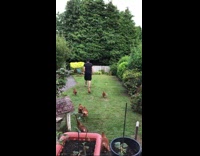 Bunch of chickens follow guy in backyard