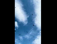 Bees from hive fly around in the sky 