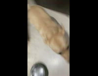 Dog does parkour all over house  