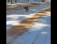 Fox Crossing signage while pet dog crosses