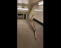 Guy walks past giant tree branch in subway passageway