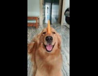 Golden retriever dog balances food on nose 