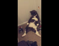Collab DailyDoseOfInternet - Cat sitting by corner knocks can down