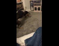 Dogs having zoomies playing inside living room