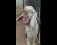Goat try to lick fingers slow motion