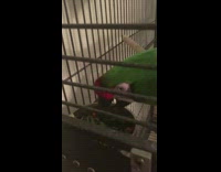 Green parrot in black metal cage eats broccoli