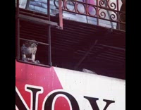 Hawk eats a dead mouse on top of pizza sign