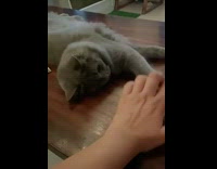 Cat puts paw on top of hand 