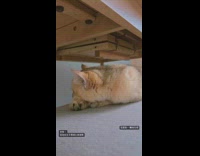 Collab PLC - Cat Rests on Chair Under Table then Turns
