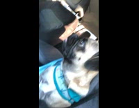 Pug blue bib turns head car sounds